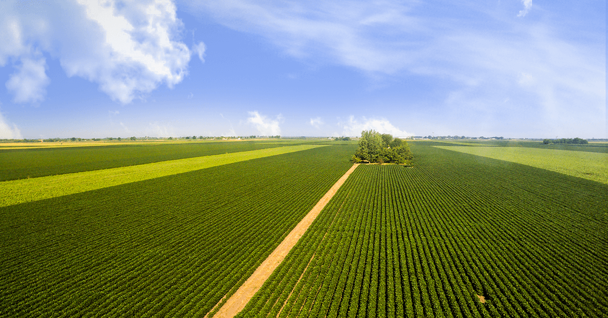 Produção de soja do Brasil em 2019 deve igualar recorde de 2018, diz Abiove