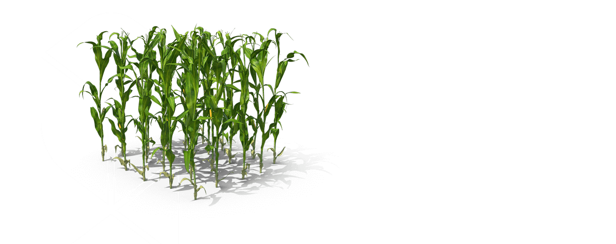 AGRÍCOLA - GRÃOS